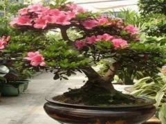夏鹃盆景如何换盆