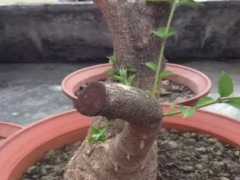 夏鹃盆景的养胚造型
