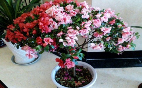 盆栽杜鹃花需要经常松土吗