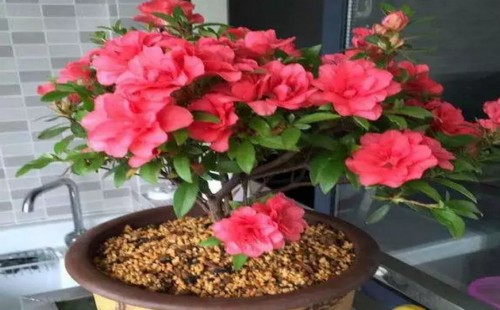 夏鹃盆景如何越冬