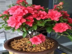 夏鹃盆景如何越冬