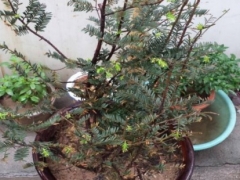 红豆杉什么时候移栽