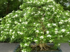 九里香什么时候开花 花期多长