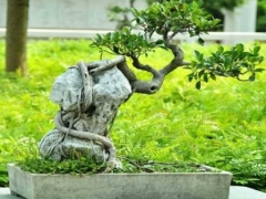 榕树盆景叶子无光泽怎么回事