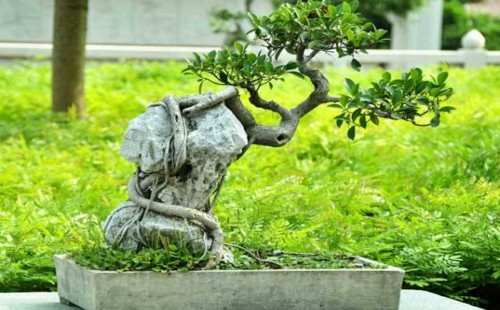 榕树盆景叶子无光泽怎么回事
