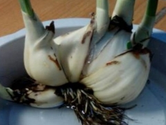 水仙根部发黑怎么办