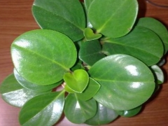 啤酒可以浇碧玉吗