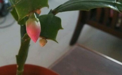 怎么预防蟹爪兰掉花苞