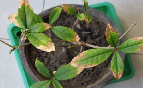 盆栽桂花树叶子干枯怎么办