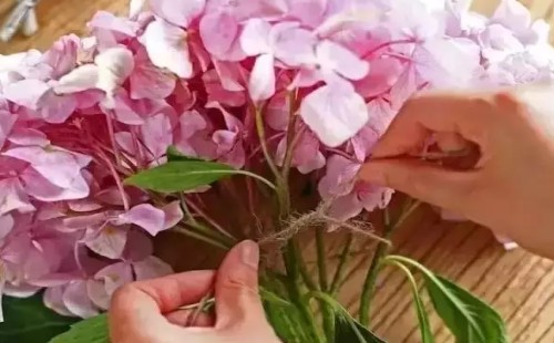 水养绣球花蔫了怎么办4