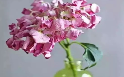 水养绣球花蔫了怎么办1