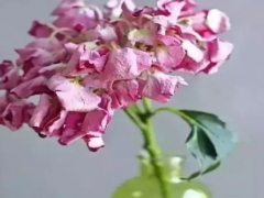 水养绣球花蔫了怎么办