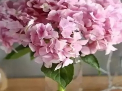 绣球花如何水养保鲜