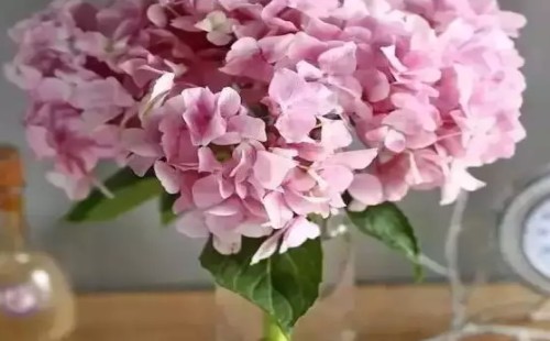 绣球花如何水养保鲜