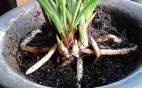 盆栽兰花如何养根