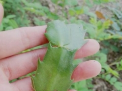 蟹爪兰掉叶是怎么回事