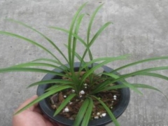 无根兰花怎么养