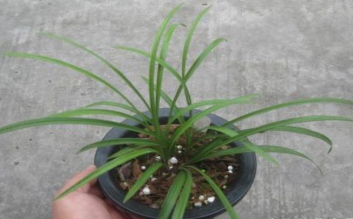 无根兰花怎么养
