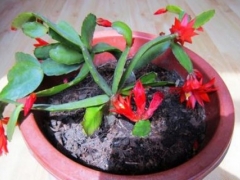 蟹爪兰为什么掉花蕾