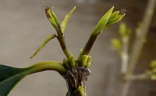 桂花树新芽尖枯萎原因