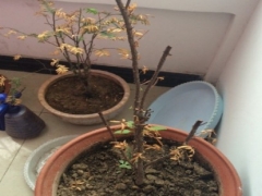 红豆杉叶子发黄掉落怎么办