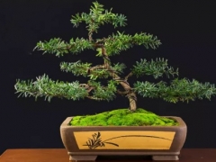 红豆杉烂根如何复活