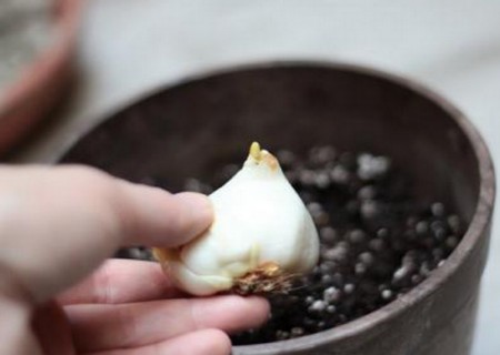 盆栽郁金香开花后怎么办