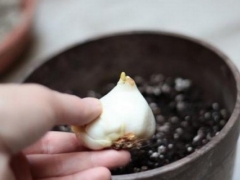 盆栽郁金香开花后怎么办
