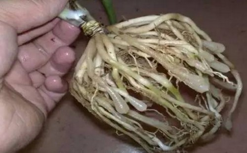 吊兰夏天可以换盆吗