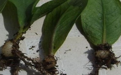 盆栽金钱树块茎腐烂怎么办