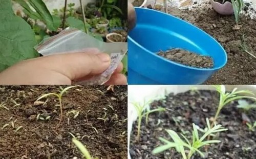 波斯菊的养殖方法