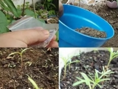 波斯菊的养殖方法