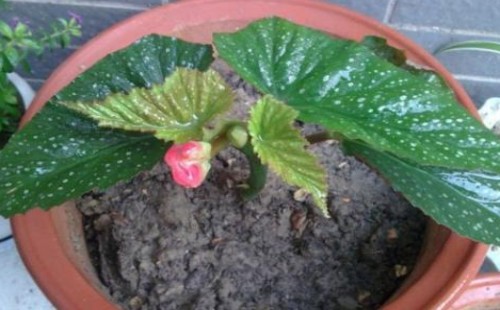 竹节海棠什么季节开花 为什么不开花