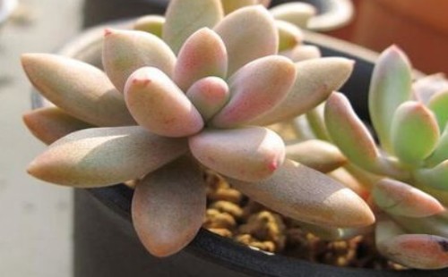 多肉秋丽的养殖方法