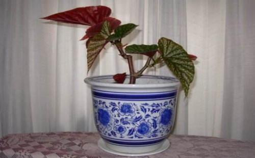 盆栽竹节海棠为什么掉叶