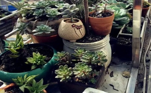 白凤多肉老桩的形成过程3
