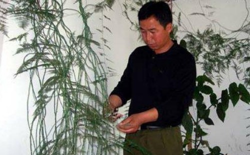 文竹怎么养才能抽新芽
