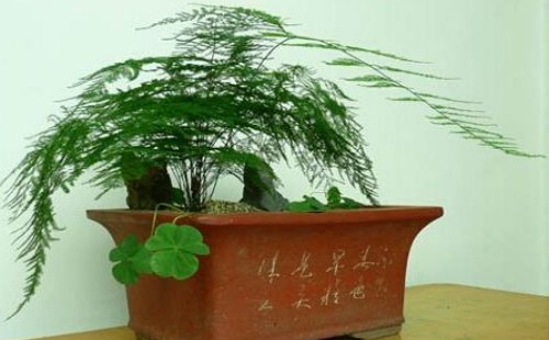 矮文竹怎么养才能矮壮而不长藤蔓