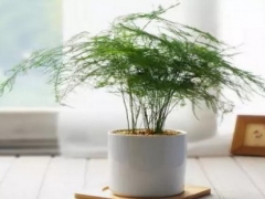 如何让文竹从根部发芽