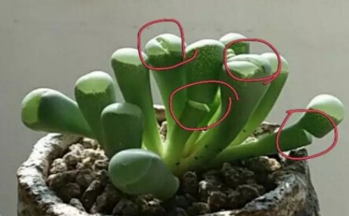 多肉叶片裂开的原因