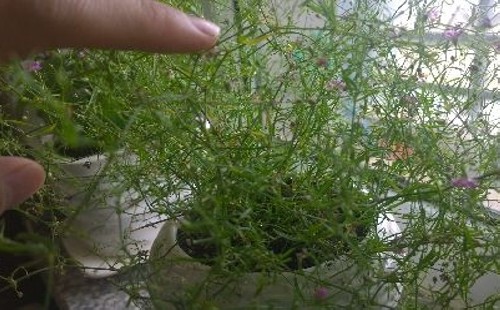 满天星盆景叶子打卷黄叶干枯掉叶子怎么回事