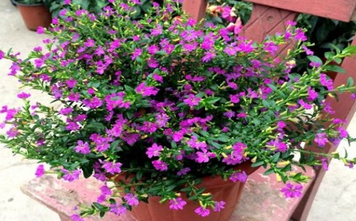 满天星怎么调控花期来延长开花时间