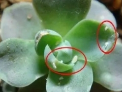 多肉有小飞虫怎么去掉