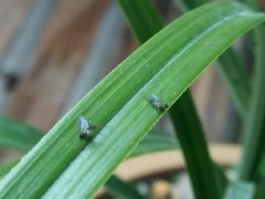 花盆里有小飞虫怎么办