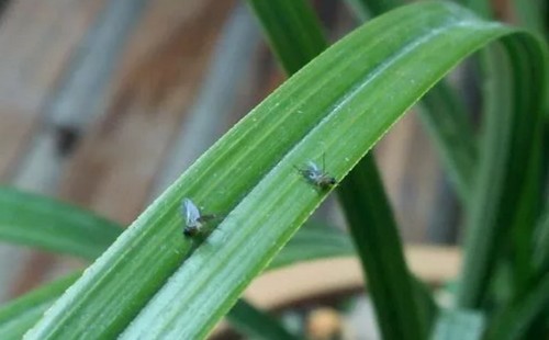 花盆里有小飞虫怎么办