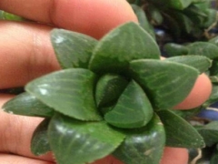 怎样把多肉植物养肥