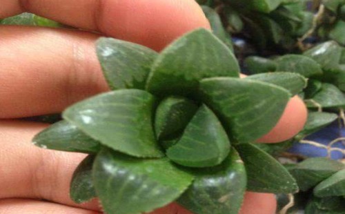 怎样把多肉植物养肥