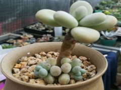 白美人老桩怎么养成
