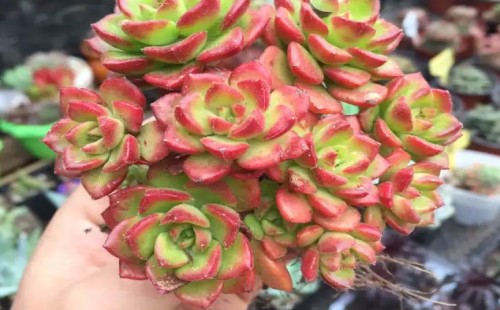 多肉蒂亚的养殖方法