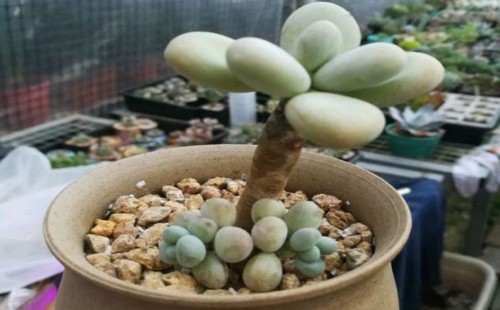 白美人老桩怎么养成